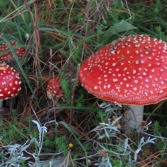 Amanita muscaria (Fly Agaric) at Top Hut TSR - 26 Mar 2022 by AndyRoo