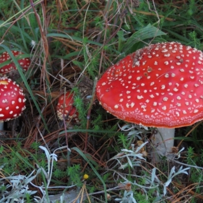 Amanita muscaria (Fly Agaric) at Top Hut TSR - 26 Mar 2022 by AndyRoo