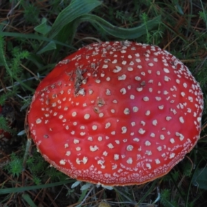 Amanita muscaria at Dry Plain, NSW - 26 Mar 2022 12:53 PM