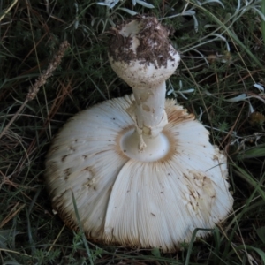 Amanita muscaria at Dry Plain, NSW - 26 Mar 2022