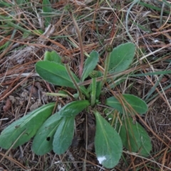 Solenogyne gunnii (Solengyne) at Top Hut TSR - 26 Mar 2022 by AndyRoo