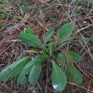 Solenogyne gunnii at Dry Plain, NSW - 26 Mar 2022