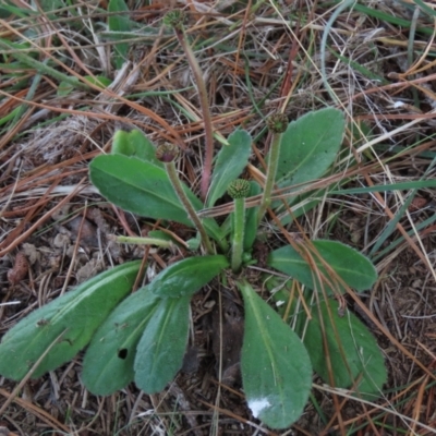 Solenogyne gunnii (Solengyne) at Top Hut TSR - 26 Mar 2022 by AndyRoo