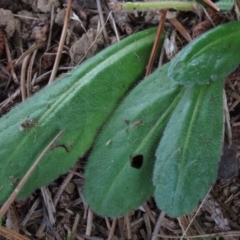 Solenogyne gunnii at Dry Plain, NSW - 26 Mar 2022