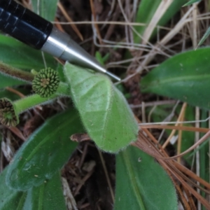 Solenogyne gunnii at Dry Plain, NSW - 26 Mar 2022