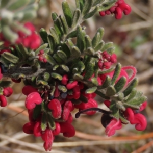 Grevillea lanigera at Dry Plain, NSW - 9 Aug 2022