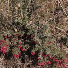 Grevillea lanigera at Dry Plain, NSW - 9 Aug 2022