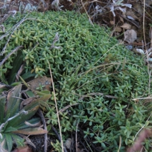 Poranthera microphylla at Dry Plain, NSW - 9 Aug 2022 12:00 PM