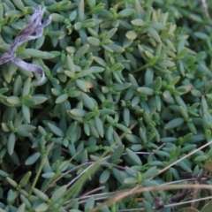 Poranthera microphylla at Dry Plain, NSW - 9 Aug 2022