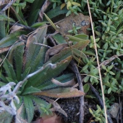 Plantago hispida (Hairy Plantain) at Top Hut TSR - 9 Aug 2022 by AndyRoo