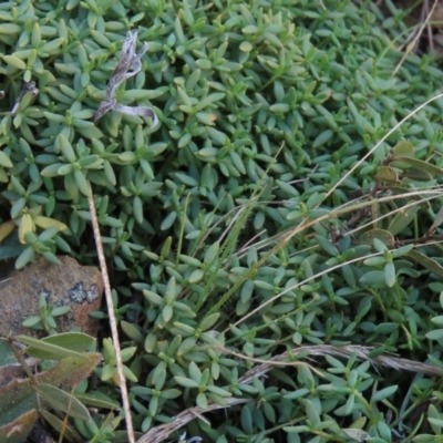 Hovea heterophylla (Common Hovea) at Top Hut TSR - 9 Aug 2022 by AndyRoo