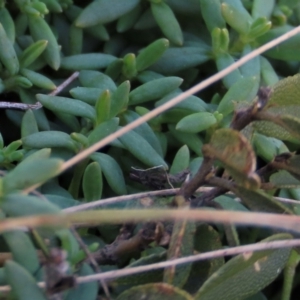 Hovea heterophylla at Dry Plain, NSW - 9 Aug 2022