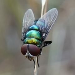 Chrysomya sp. (genus) (A green/blue blowfly) at Stromlo, ACT - 15 Apr 2023 by RobG1