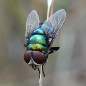 Chrysomya sp. (genus) at Stromlo, ACT - 15 Apr 2023 03:48 PM