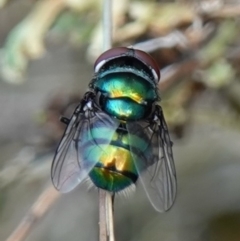 Chrysomya sp. (genus) at Stromlo, ACT - 15 Apr 2023 03:48 PM