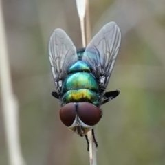 Chrysomya sp. (genus) at Stromlo, ACT - 15 Apr 2023 03:48 PM
