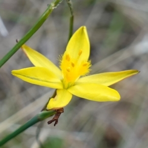 Tricoryne elatior at Stromlo, ACT - 15 Apr 2023