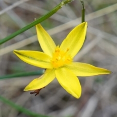 Tricoryne elatior at Stromlo, ACT - 15 Apr 2023