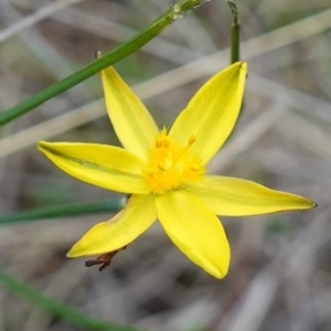 Tricoryne elatior at Stromlo, ACT - 15 Apr 2023