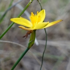 Tricoryne elatior at Stromlo, ACT - 15 Apr 2023