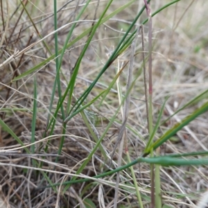 Tricoryne elatior at Stromlo, ACT - 15 Apr 2023