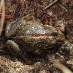 Limnodynastes tasmaniensis (Spotted Grass Frog) at Top Hut TSR - 9 Aug 2022 by AndyRoo