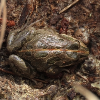 Limnodynastes tasmaniensis (Spotted Grass Frog) at Dry Plain, NSW - 9 Aug 2022 by AndyRoo