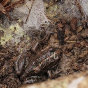 Limnodynastes tasmaniensis at Dry Plain, NSW - 9 Aug 2022 11:07 AM