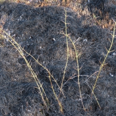 Discaria pubescens (Australian Anchor Plant) at Top Hut TSR - 9 Aug 2022 by AndyRoo