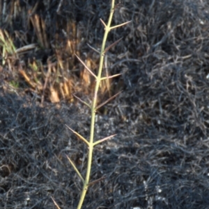 Discaria pubescens at Dry Plain, NSW - 9 Aug 2022 02:39 PM