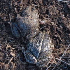 Limnodynastes tasmaniensis (Spotted Grass Frog) at Dry Plain, NSW - 9 Aug 2022 by AndyRoo