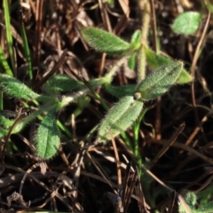 Stellaria media (Common Chickweed) at Dry Plain, NSW - 9 Aug 2022 by AndyRoo