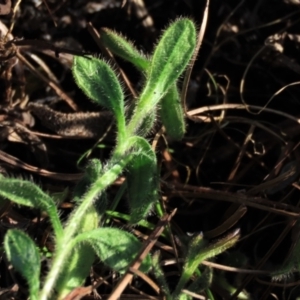 Stellaria media at Dry Plain, NSW - 9 Aug 2022 03:31 PM