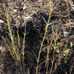Discaria pubescens (Australian Anchor Plant) at Dry Plain, NSW - 9 Aug 2022 by AndyRoo