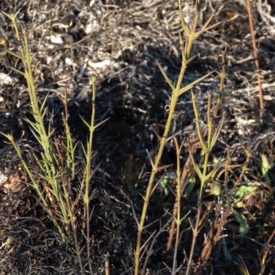 Discaria pubescens (Australian Anchor Plant) at Top Hut TSR - 9 Aug 2022 by AndyRoo