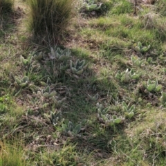 Verbascum thapsus subsp. thapsus (Great Mullein, Aaron's Rod) at Dry Plain, NSW - 25 Sep 2022 by AndyRoo