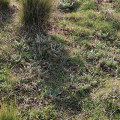 Verbascum thapsus subsp. thapsus (Great Mullein, Aaron's Rod) at Top Hut TSR - 25 Sep 2022 by AndyRoo