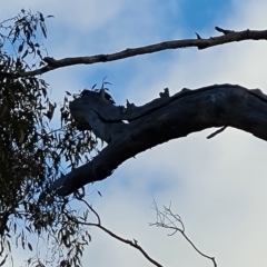 Callocephalon fimbriatum (Gang-gang Cockatoo) at Isaacs, ACT - 21 Jul 2023 by Mike