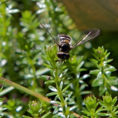 Syrphini sp. (tribe) (Unidentified syrphine hover fly) at Higgins Woodland - 21 Jul 2023 by Trevor