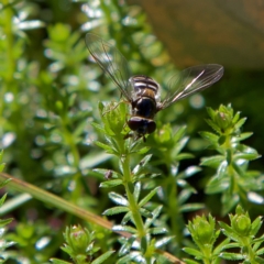 Syrphini sp. (tribe) (Unidentified syrphine hover fly) at Higgins, ACT - 21 Jul 2023 by Trevor