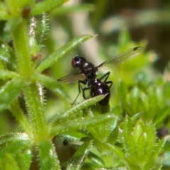 Parapalaeosepsis plebeia (Ant fly) at Higgins, ACT - 21 Jul 2023 by MichaelWenke