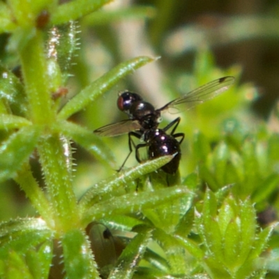 Parapalaeosepsis plebeia (Ant fly) at Higgins Woodland - 21 Jul 2023 by Trevor