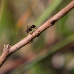 Parapalaeosepsis plebeia at Higgins, ACT - 21 Jul 2023 01:50 PM