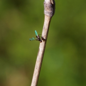 Parapalaeosepsis plebeia at Higgins, ACT - 21 Jul 2023 01:50 PM