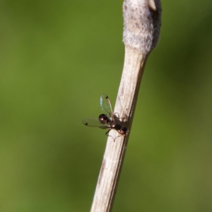 Parapalaeosepsis plebeia at Higgins, ACT - 21 Jul 2023 01:50 PM