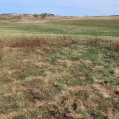 Cytisus scoparius subsp. scoparius at Dry Plain, NSW - 25 Sep 2022
