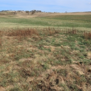 Cytisus scoparius subsp. scoparius at Dry Plain, NSW - 25 Sep 2022