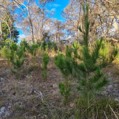Pinus radiata (Monterey or Radiata Pine) at Isaacs Ridge and Nearby - 21 Jul 2023 by Mike