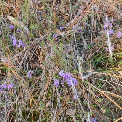 Hovea heterophylla (Common Hovea) at Jerrabomberra, ACT - 21 Jul 2023 by Mike