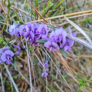 Hovea heterophylla at Jerrabomberra, ACT - 21 Jul 2023